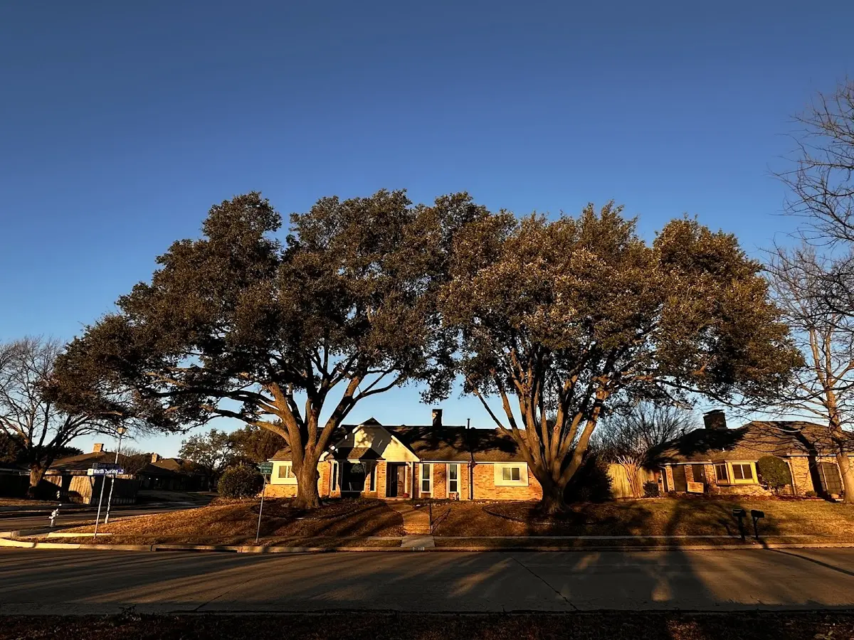 Established residential canopy tree shading a home in Glenwood